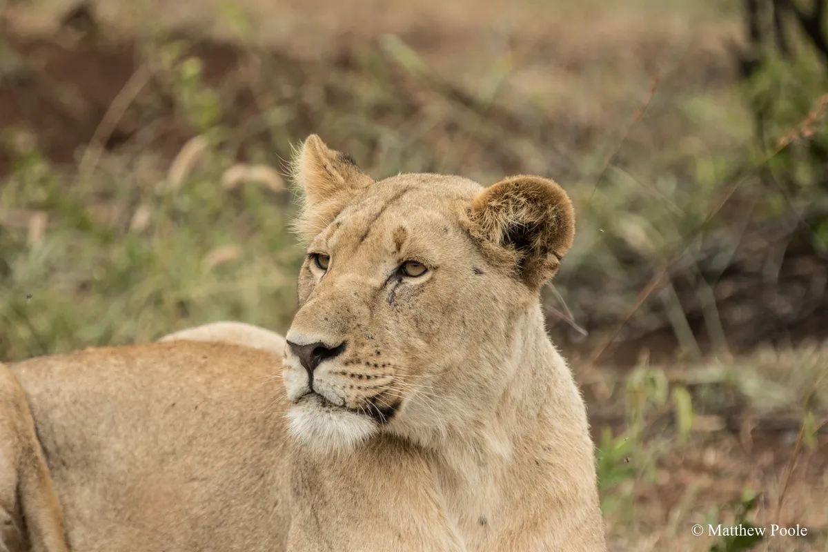 A 3-day Game drive safari in Akagera National Park